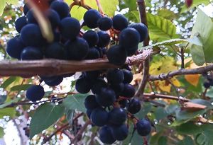 Photo 27- click for photo gallery